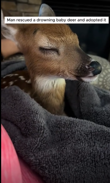 C0711020_Man rescued drowning baby deer adopted it #animals #rescueanima…_part2