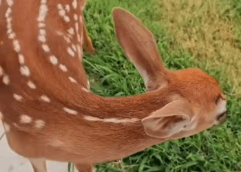C0711021_My husband found lost baby deer on road we decided to adopt…_part2
