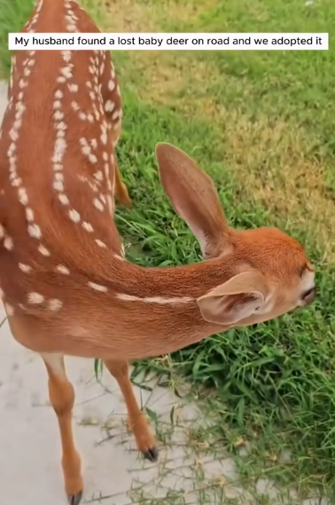 C0711021_My husband found lost baby deer on road we decided to adopt…_part2