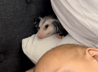 C0711022_Girl adopted baby opossum abandoned by its mother #animals #rescuea…_part2