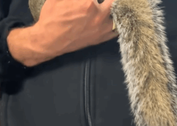 C0711023_Man did to revive drowning squirrel then #animals #rescuea…_part2