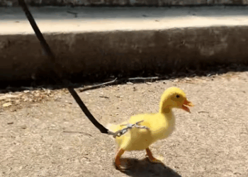C0711024_Man found lost baby duck on highway adopted it #animals #rescue…_part2
