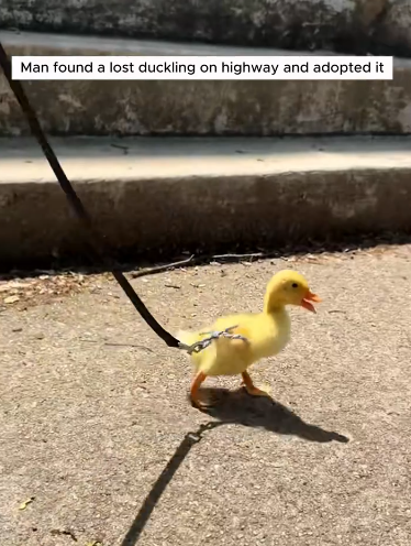 C0711024_Man found lost baby duck on highway adopted it #animals #rescue…_part2