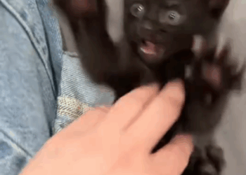 C0711025_kitten lost its mother begged me help #animals #rescuean…_part2