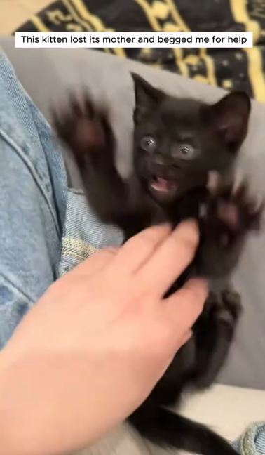 C0711025_kitten lost its mother begged me help #animals #rescuean…_part2