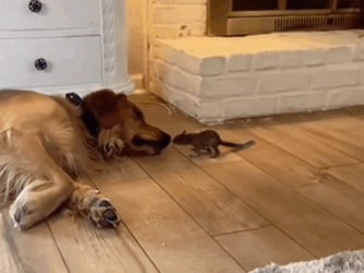 C0711026_couple found baby squirrel in their garden adopted it with…_part2