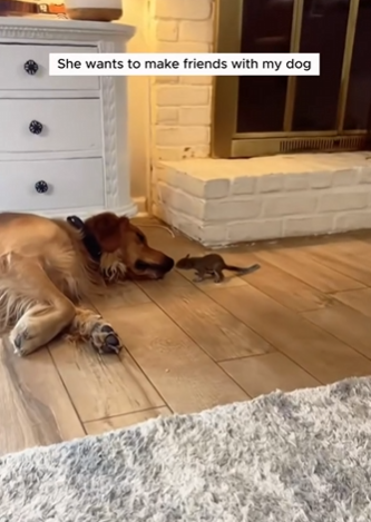 C0711026_couple found baby squirrel in their garden adopted it with…_part2