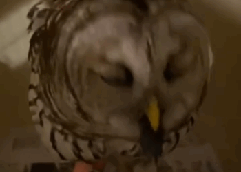 C0711027_woman found an owl in middle of road brought it home…_part2