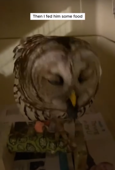 C0711027_woman found an owl in middle of road brought it home…_part2