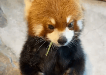 C0711028_red panda lost its mother followed man home #animals #re…_part2