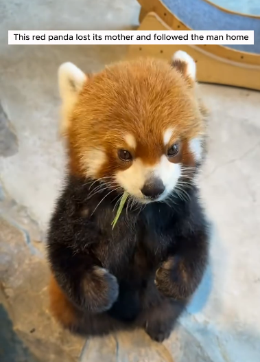 C0711028_red panda lost its mother followed man home #animals #re…_part2