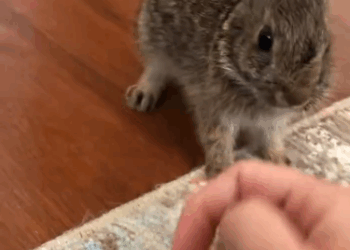 C0711029_My dog rescued drowning baby rabbit adopted it #animals #resc…_part2