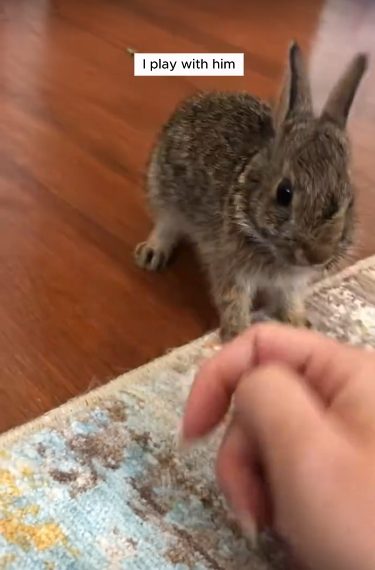 C0711029_My dog rescued drowning baby rabbit adopted it #animals #resc…_part2