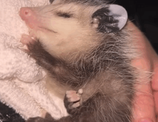 C0711030_Girl rescued baby opossum adopted it love #animals #rescue…_part2