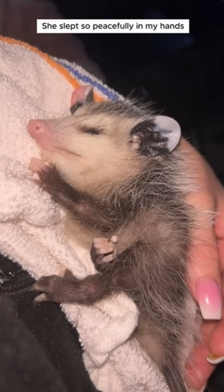 C0711030_Girl rescued baby opossum adopted it love #animals #rescue…_part2