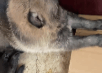 C0811001_It was not until later realized puppy wasn dog then_part2