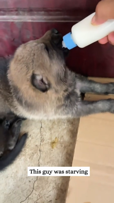 C0811001_It was not until later realized puppy wasn dog then_part2