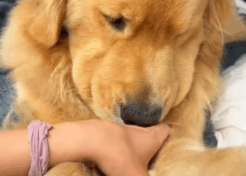 C0811002_Rescue poor dog then #rescue #animals #fyp #dog #puppy #cute #l…_part2