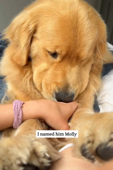 C0811002_Rescue poor dog then #rescue #animals #fyp #dog #puppy #cute #l…_part2