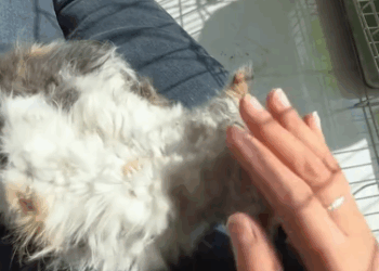 C0811003_Rescue beautiful stray cat then #animals #rescue #fyp #animal_part2