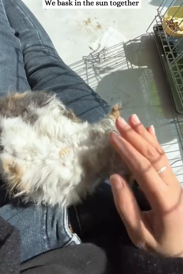 C0811003_Rescue beautiful stray cat then #animals #rescue #fyp #animal_part2