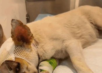 C0811004_Rescue an abused dog then #rescue #animals #fyp #dogs #dog #puppy…_part2