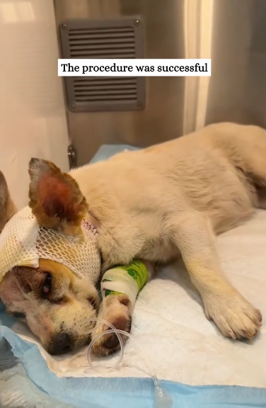 C0811004_Rescue an abused dog then #rescue #animals #fyp #dogs #dog #puppy…_part2