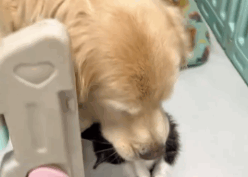 C0811005_My dog picked up kitten raised it #rescue #fyp #animals #cat #c…_part2