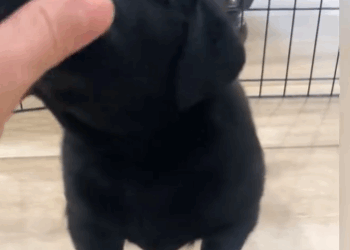 C0311009_Rescue stray dog #rescue #rescueanimals #animals #fyp #dog #res…_part2