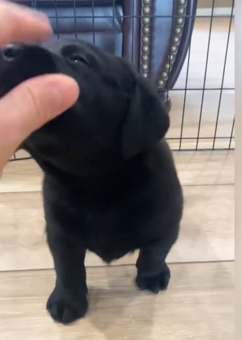 C0311009_Rescue stray dog #rescue #rescueanimals #animals #fyp #dog #res…_part2