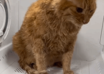 C0811006_Rescue cat is stuck between glass wall #rescue #fy…_part2