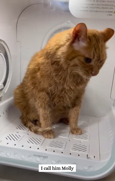 C0811006_Rescue cat is stuck between glass wall #rescue #fy…_part2