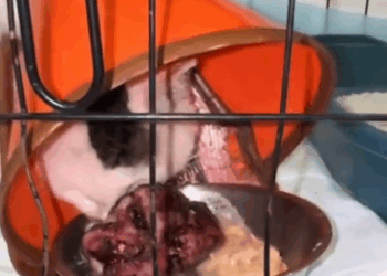 C0811007_Rescue cat tumor then #rescue #animals #fyp #cat #kitty_part2