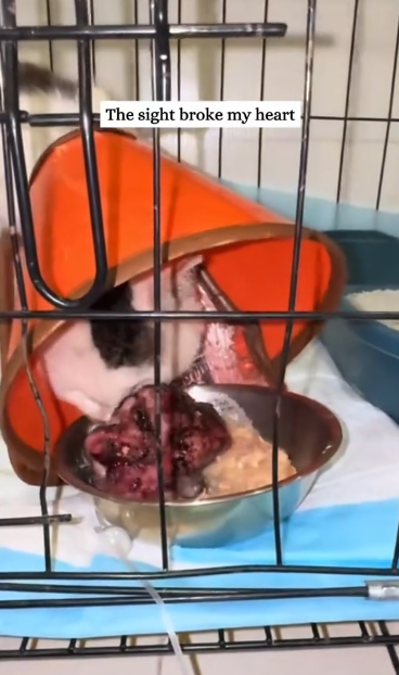 C0811007_Rescue cat tumor then #rescue #animals #fyp #cat #kitty_part2