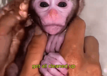 C0811008_poor baby monkey lost its mom #monkey #lovestory #wildanimals #re…_part2