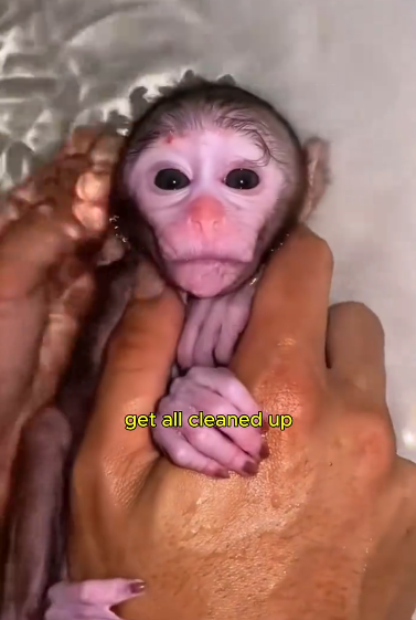 C0811008_poor baby monkey lost its mom #monkey #lovestory #wildanimals #re…_part2