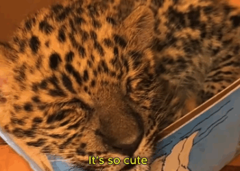 C0811009_Adopted weak baby leopard cub its mother #leopard #lovestory_part2