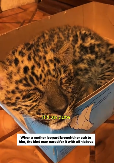 C0811009_Adopted weak baby leopard cub its mother #leopard #lovestory_part2