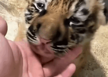 C0811010_Adopting weak tiger cub #tiger #lovestory #wildanimals #rescueani…_part2