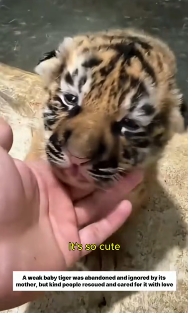 C0811010_Adopting weak tiger cub #tiger #lovestory #wildanimals #rescueani…_part2