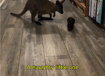 C0811011_Adopted poor abandoned porcupine #porcupine #lovestory #rescuea…_part2