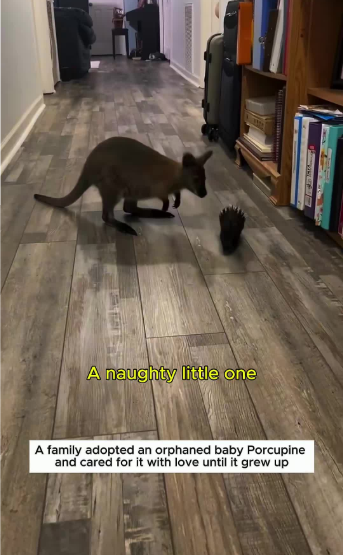 C0811011_Adopted poor abandoned porcupine #porcupine #lovestory #rescuea…_part2