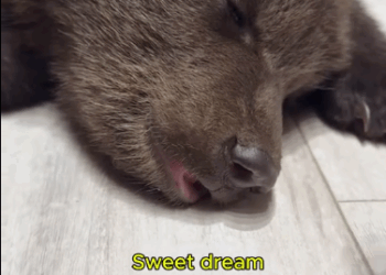 C0811012_dog brought home little bear then came surprise #bear_part2