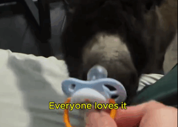 C0811013_Adopted baby donkey followed her #donkey #lovestory #rescuea…_part2