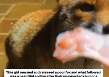 C0811014_rescued fox came to visit #fox #lovestory #rescueanimals #reuni…_part2