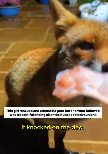 C0811014_rescued fox came to visit #fox #lovestory #rescueanimals #reuni…_part2