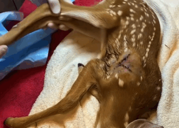 C0811015_Deer mom returns her injured baby #deer #lovestory #rescueanima…_part2