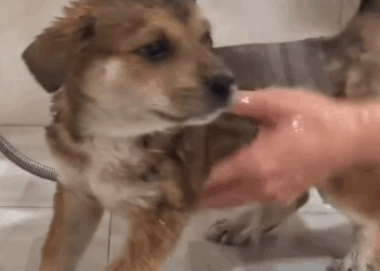 C0311010_Poor puppy. #rescue #rescueanimals #animals #rescuepuppy #fyp #puppy_part2