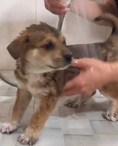 C0311010_Poor puppy. #rescue #rescueanimals #animals #rescuepuppy #fyp #puppy_part2