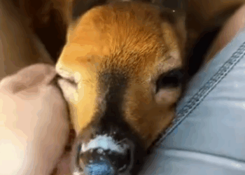 C0811016_baby deer reunited its mom after being rescued #deer #lovest…_part2